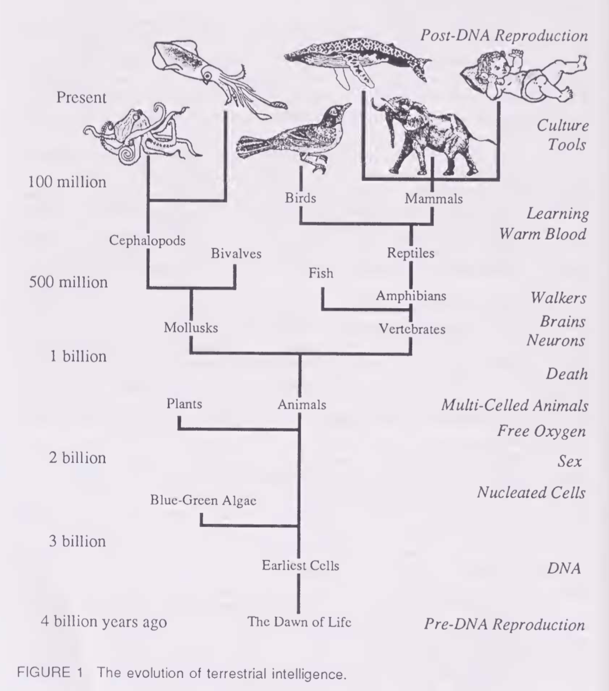 Primary-source figure from Moravec's 'Human Culture: A Genetic Takeover Underway' in ALIFE I. A vertical phylogenetic tree from 4 billion years ago at the bottom to the present at the top. The trunk rises from 'The Dawn of Life' / 'Earliest Cells' through 'Blue-Green Algae,' branches at 'Plants' and 'Animals,' continues through 'Mollusks' and 'Vertebrates,' then up through 'Fish/Amphibians,' 'Reptiles,' 'Birds,' 'Mammals,' and Cephalopods. Time markers on the left at 4 billion, 3 billion, 2 billion, 1 billion, 500 million, 100 million years ago, and 'Present.' Right-side annotations mark evolutionary milestones from bottom to top: 'Pre-DNA Reproduction,' 'DNA,' 'Nucleated Cells,' 'Sex,' 'Free Oxygen,' 'Multi-Celled Animals,' 'Death,' 'Walkers,' 'Brains,' 'Neurons,' 'Warm Blood,' 'Learning,' 'Tools / Culture,' and 'Post-DNA Reproduction.' Caption reads: 'FIGURE 1 The evolution of terrestrial intelligence.'